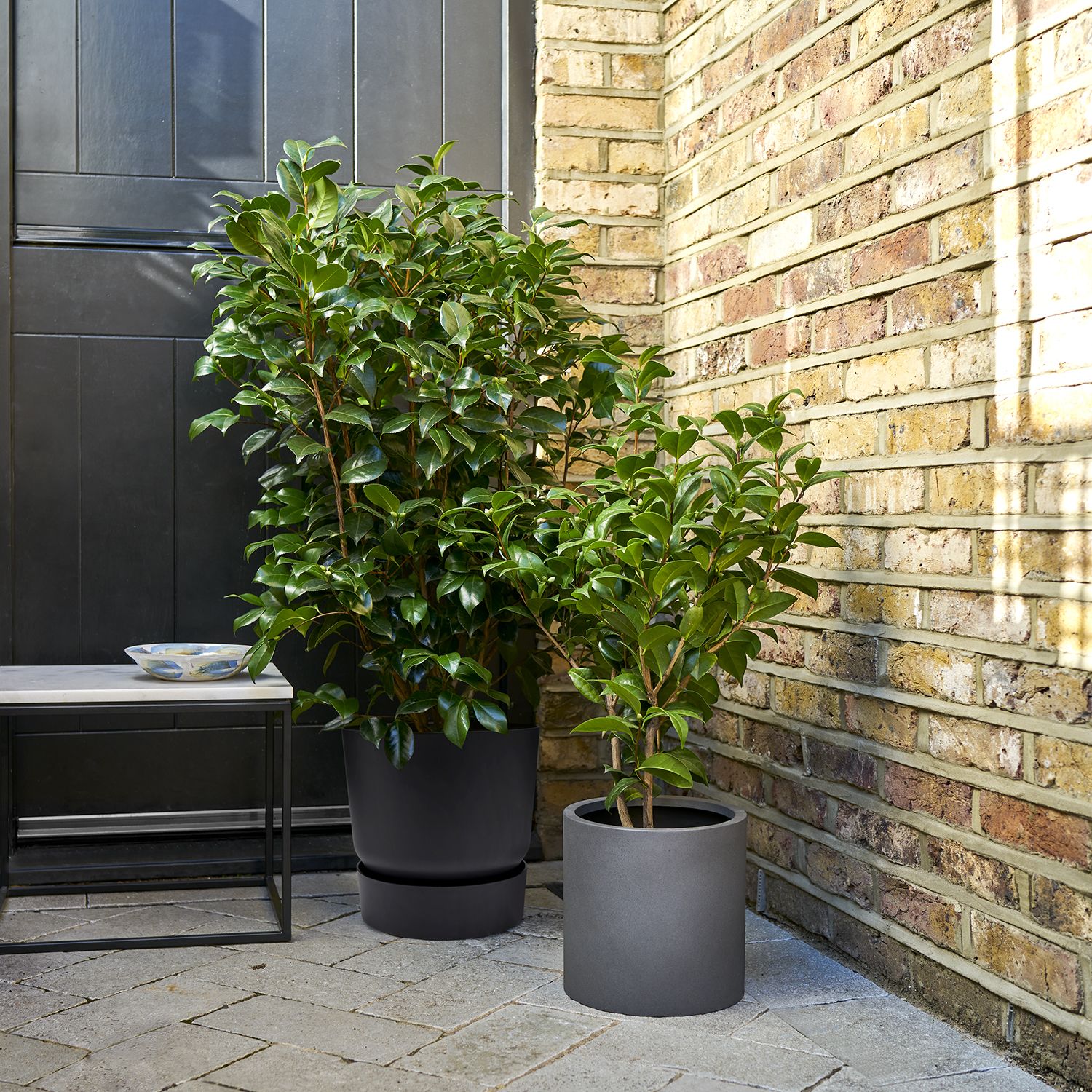 Camellia japonica - red