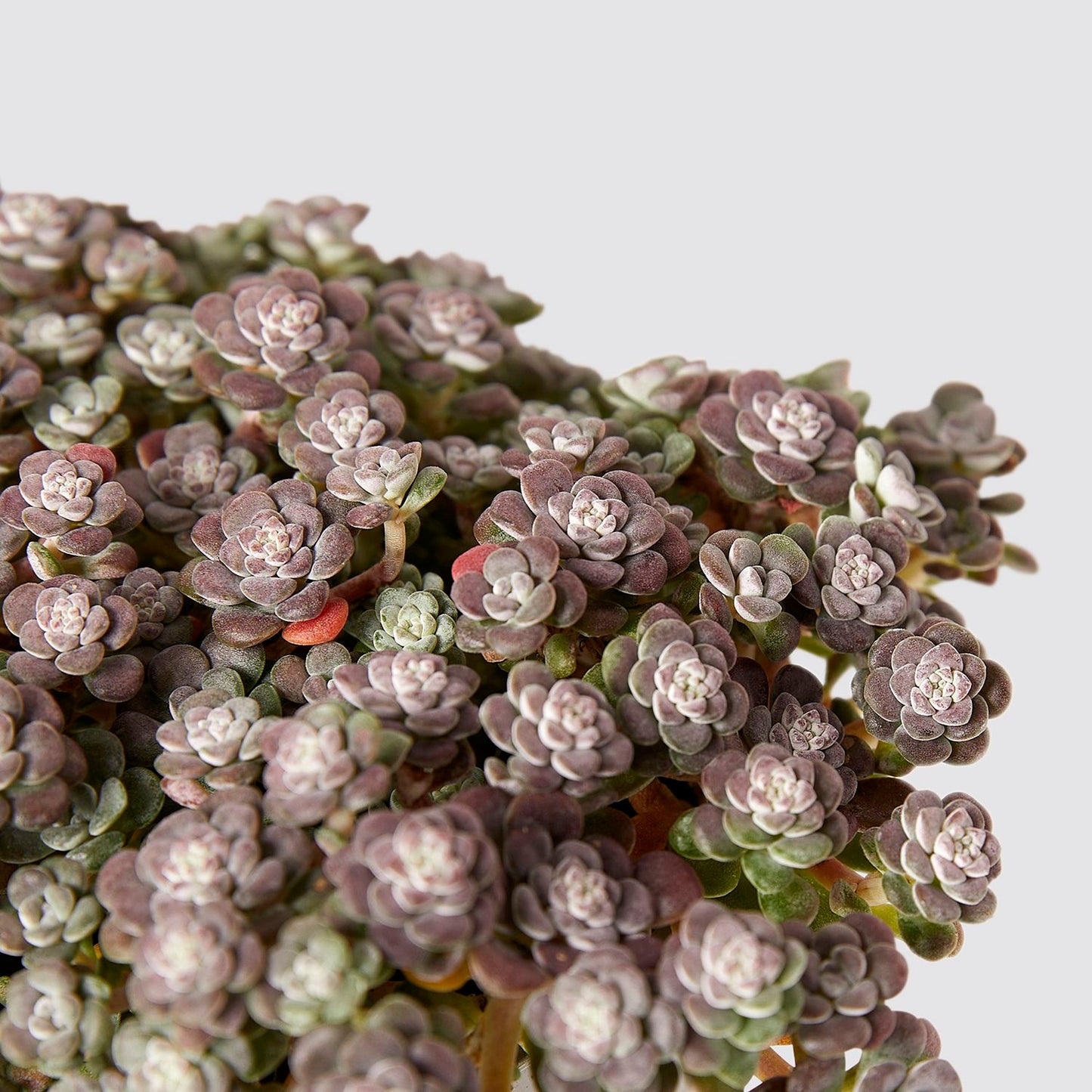 Sedum spathulifolium 'Cape Blanco'