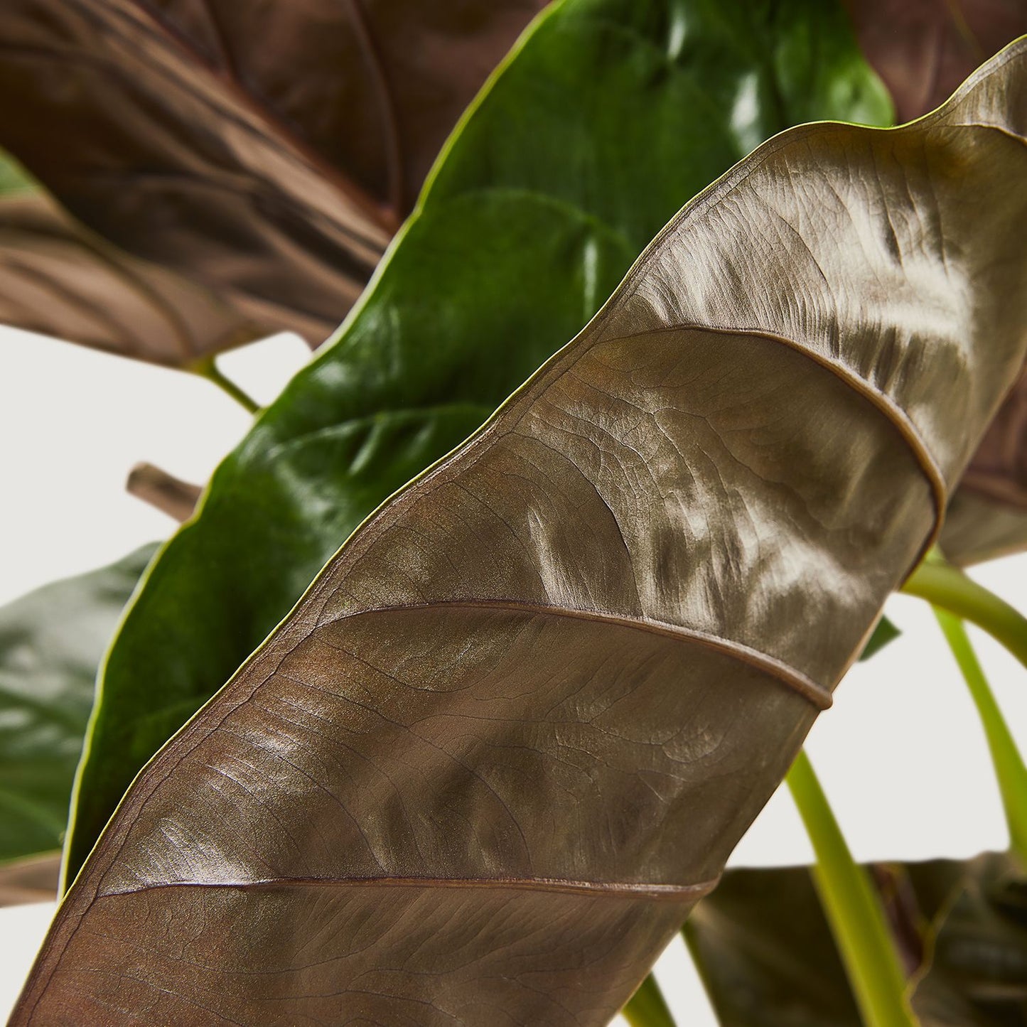 Giant elephant ear