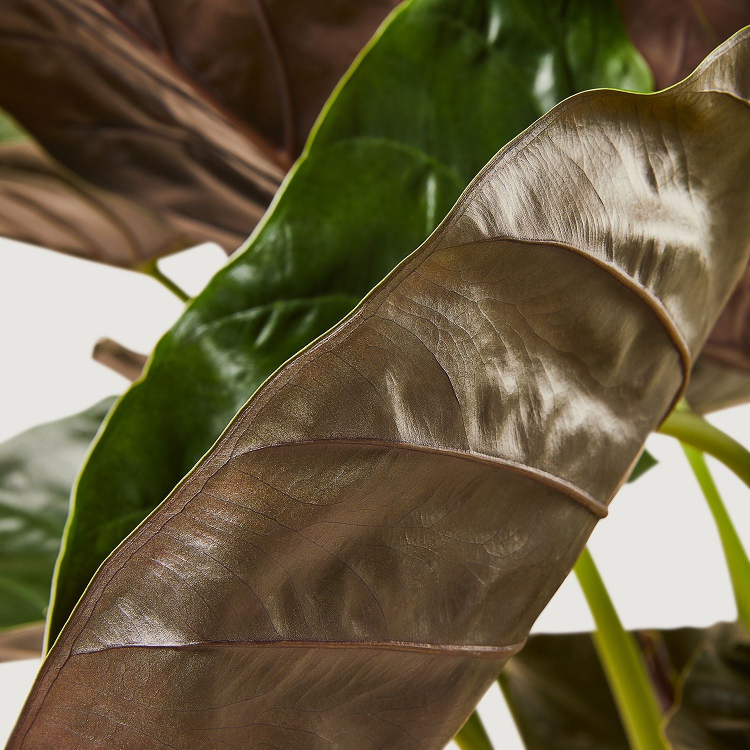 Giant elephant ear
