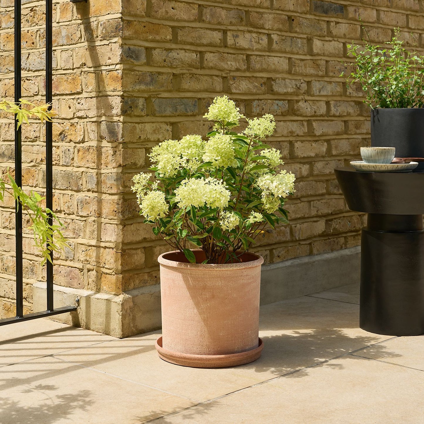 Hydrangea paniculata - white