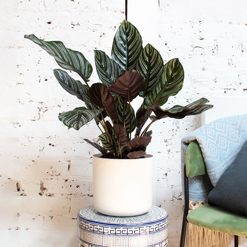 Calathea Sanderiana