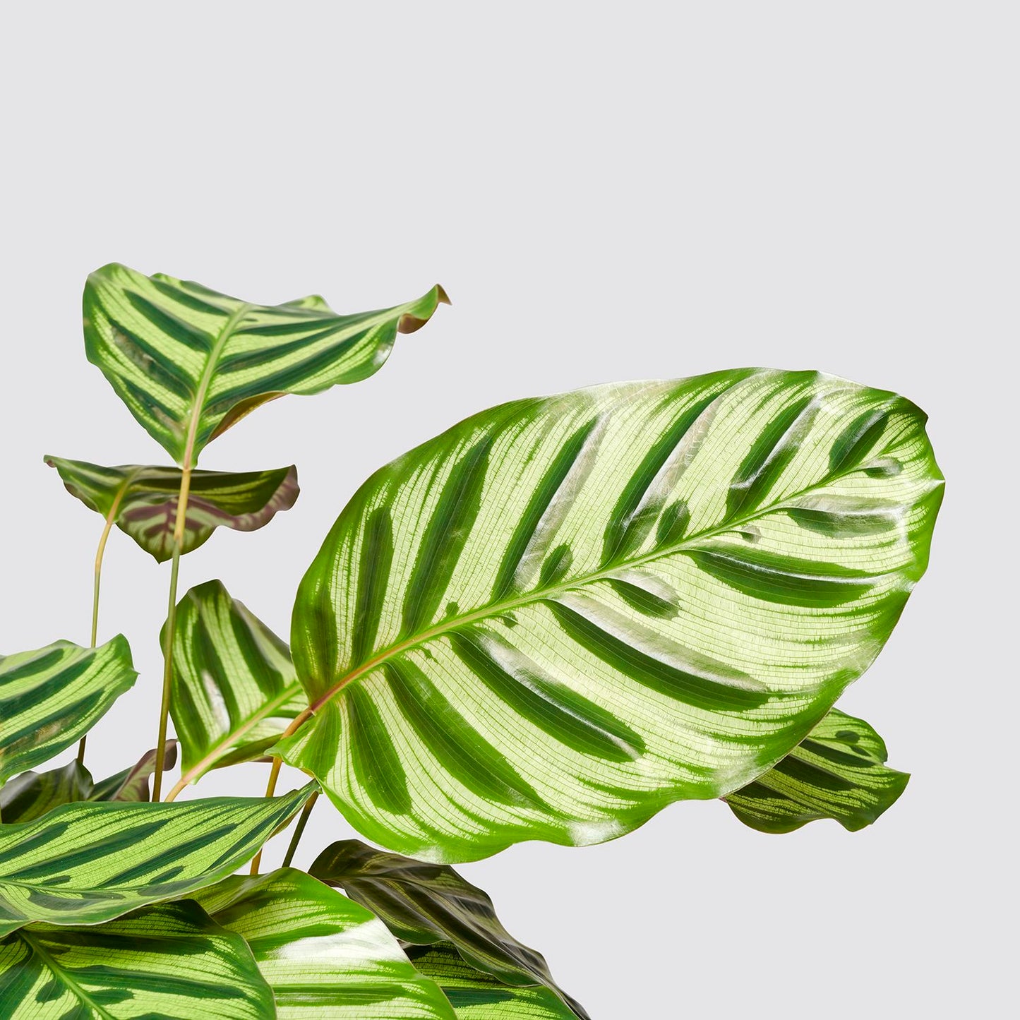 Calathea Makoyana