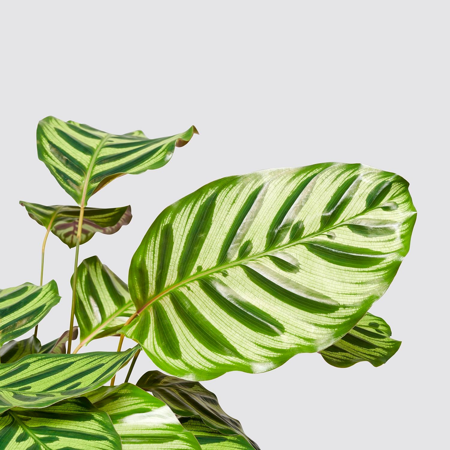 Calathea Makoyana