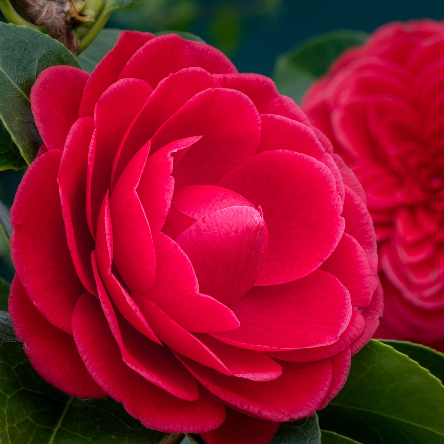 Camellia japonica - red