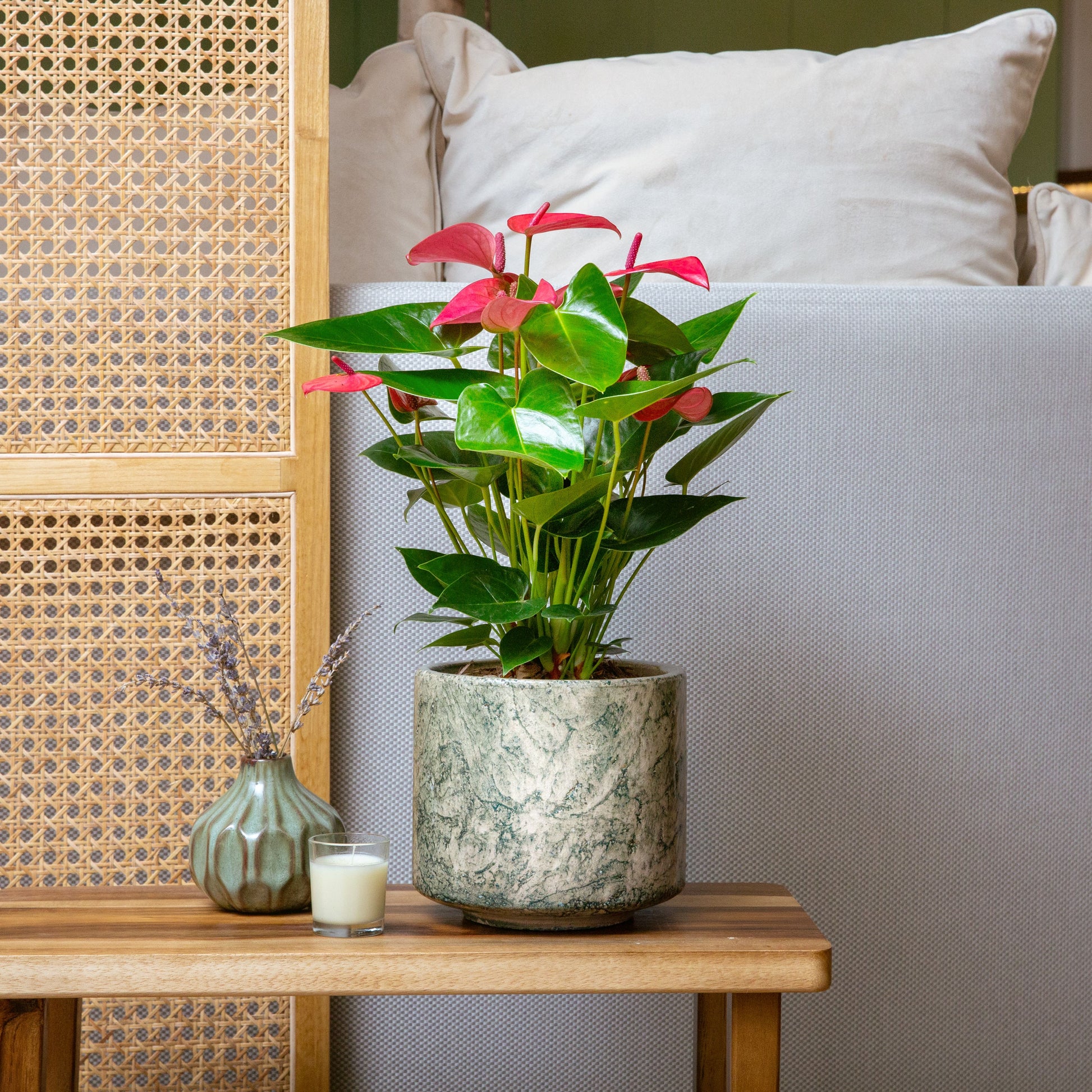 Anthurium 'Pink Champion'