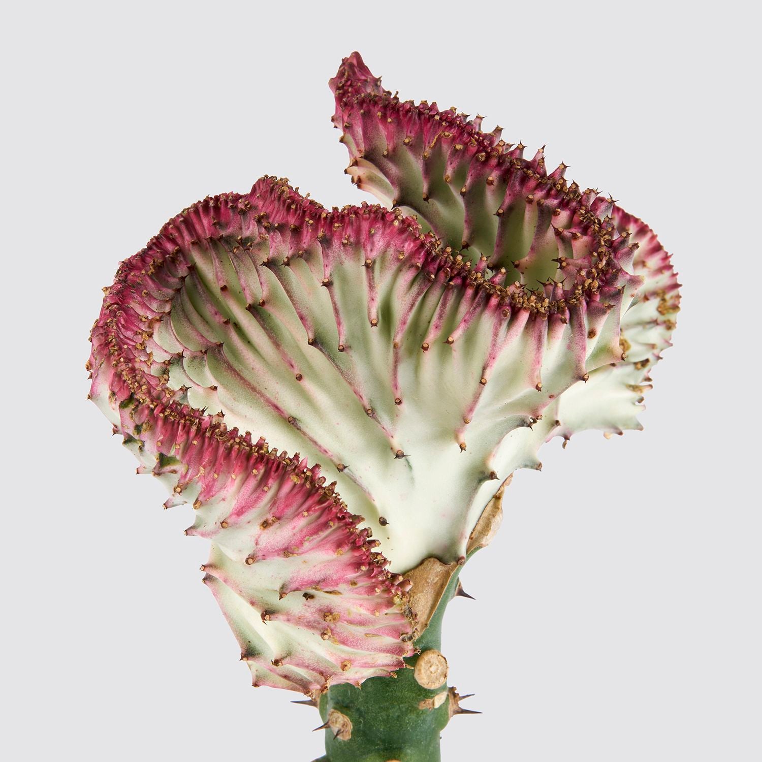 Coral cactus