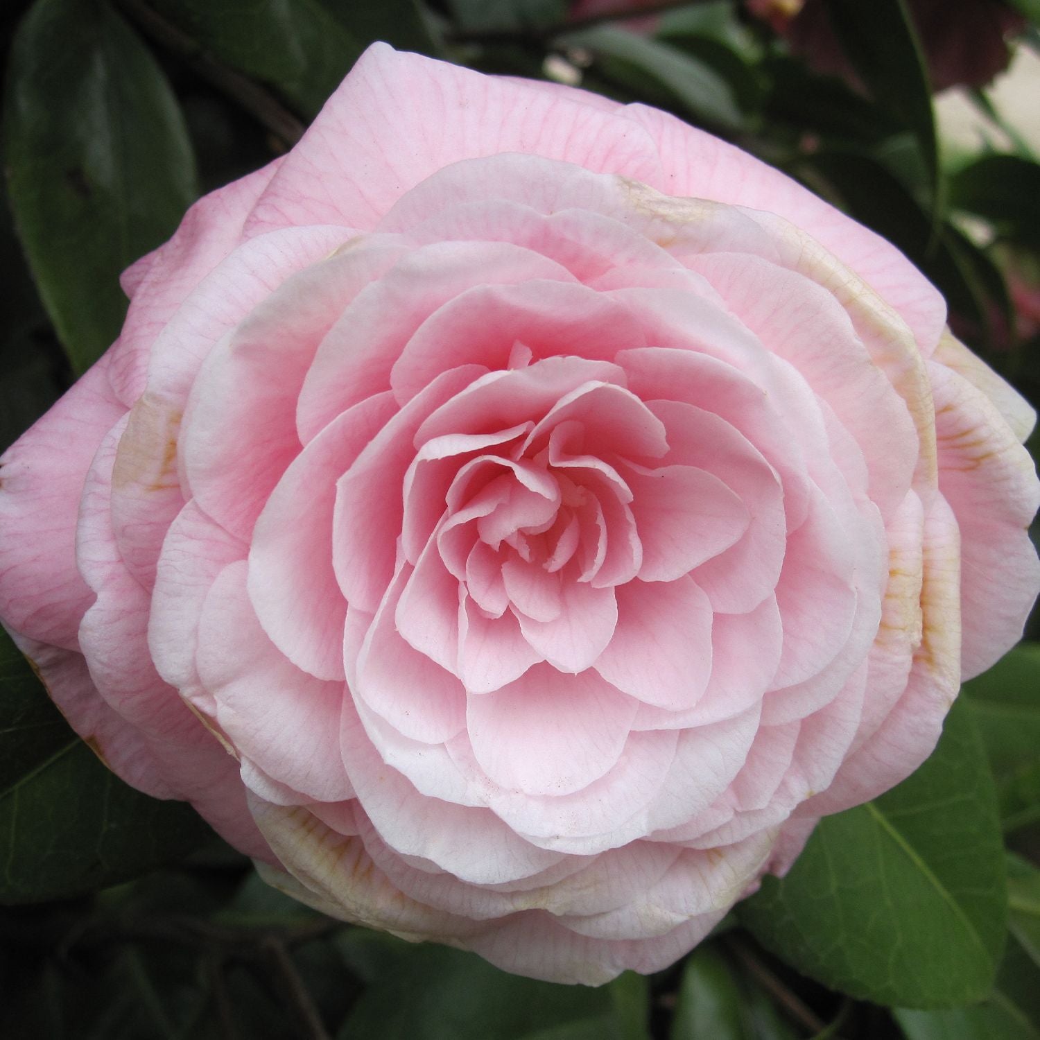 Camellia Japonica - pink